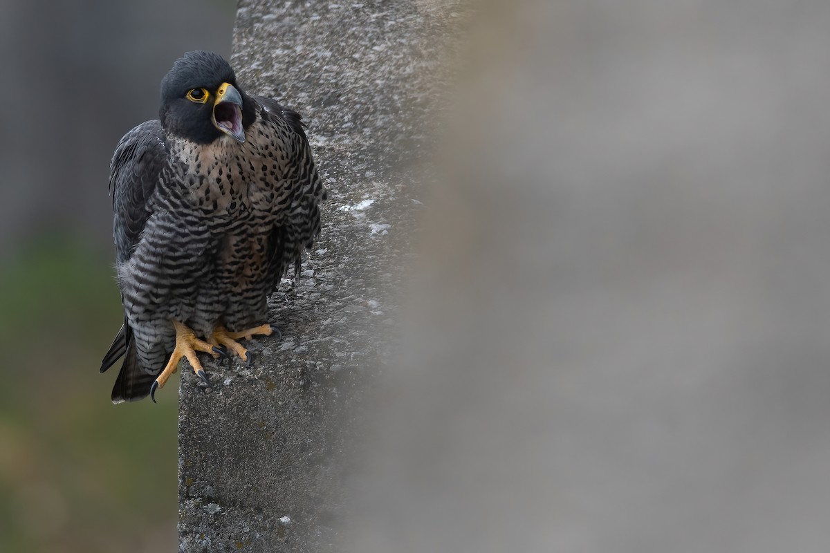 Peregrine Falcon - Amanda Guercio