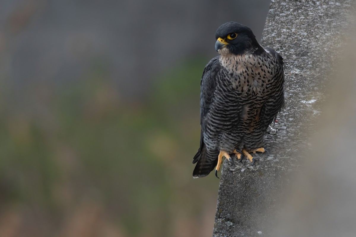 Peregrine Falcon - ML326932681