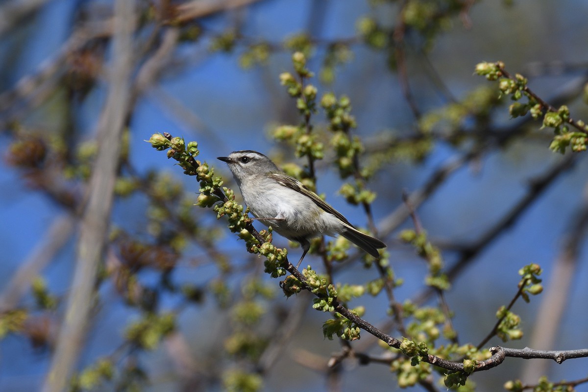 Golden-crowned Kinglet - ML326933131