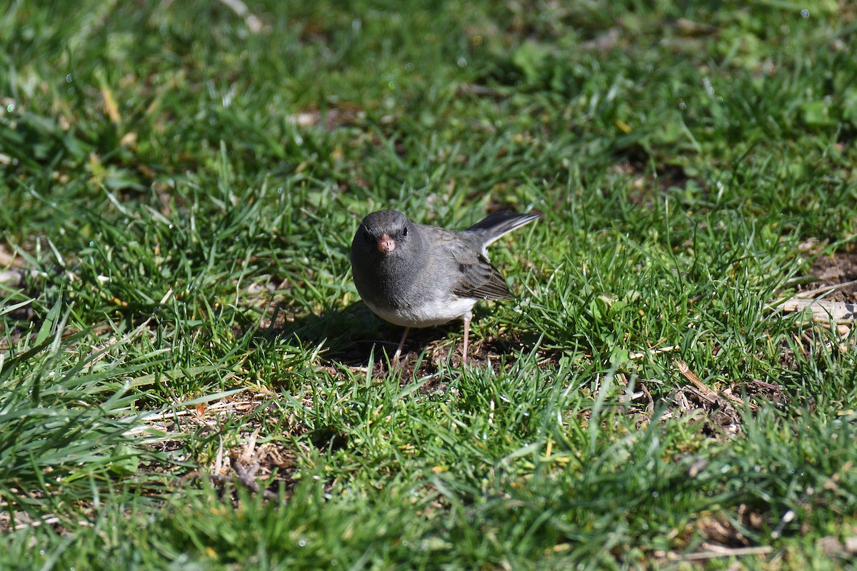 Dark-eyed Junco (Slate-colored) - ML326933451