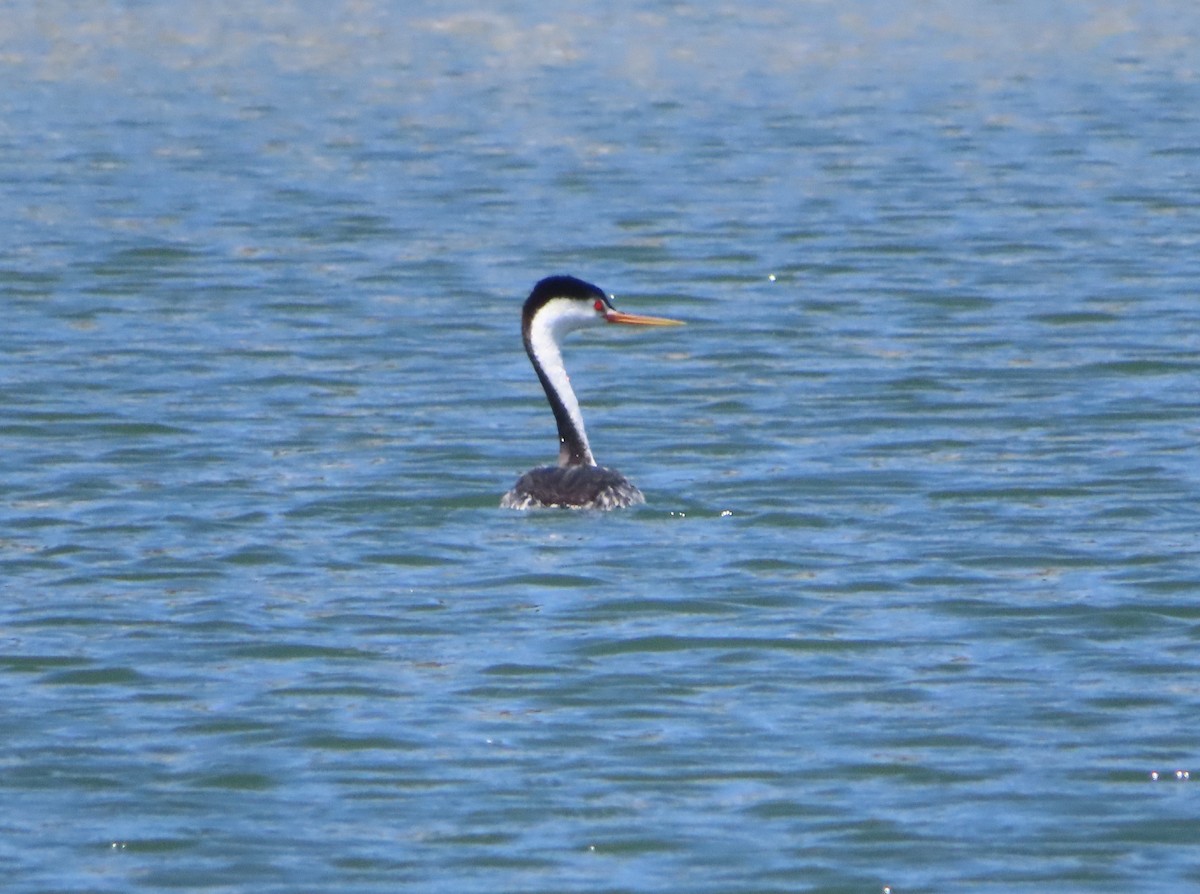 Clark's Grebe - Mark Holmgren