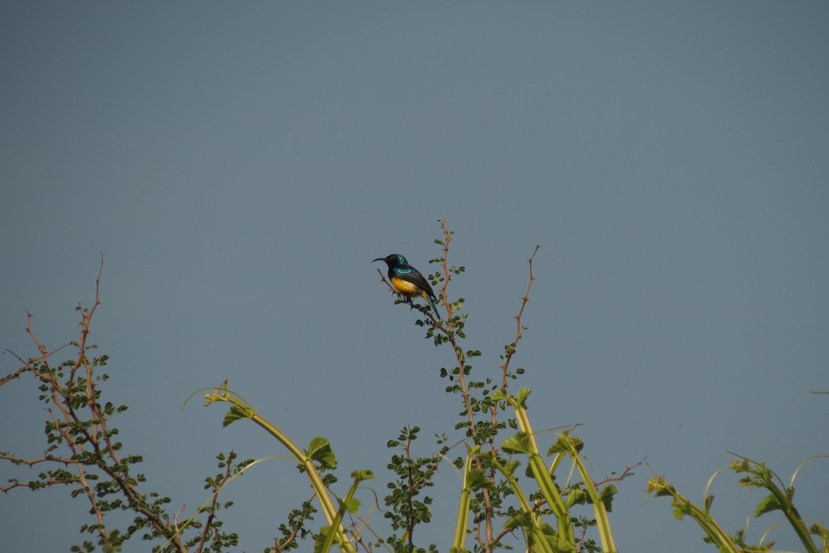 Variable Sunbird - Filipe Canário