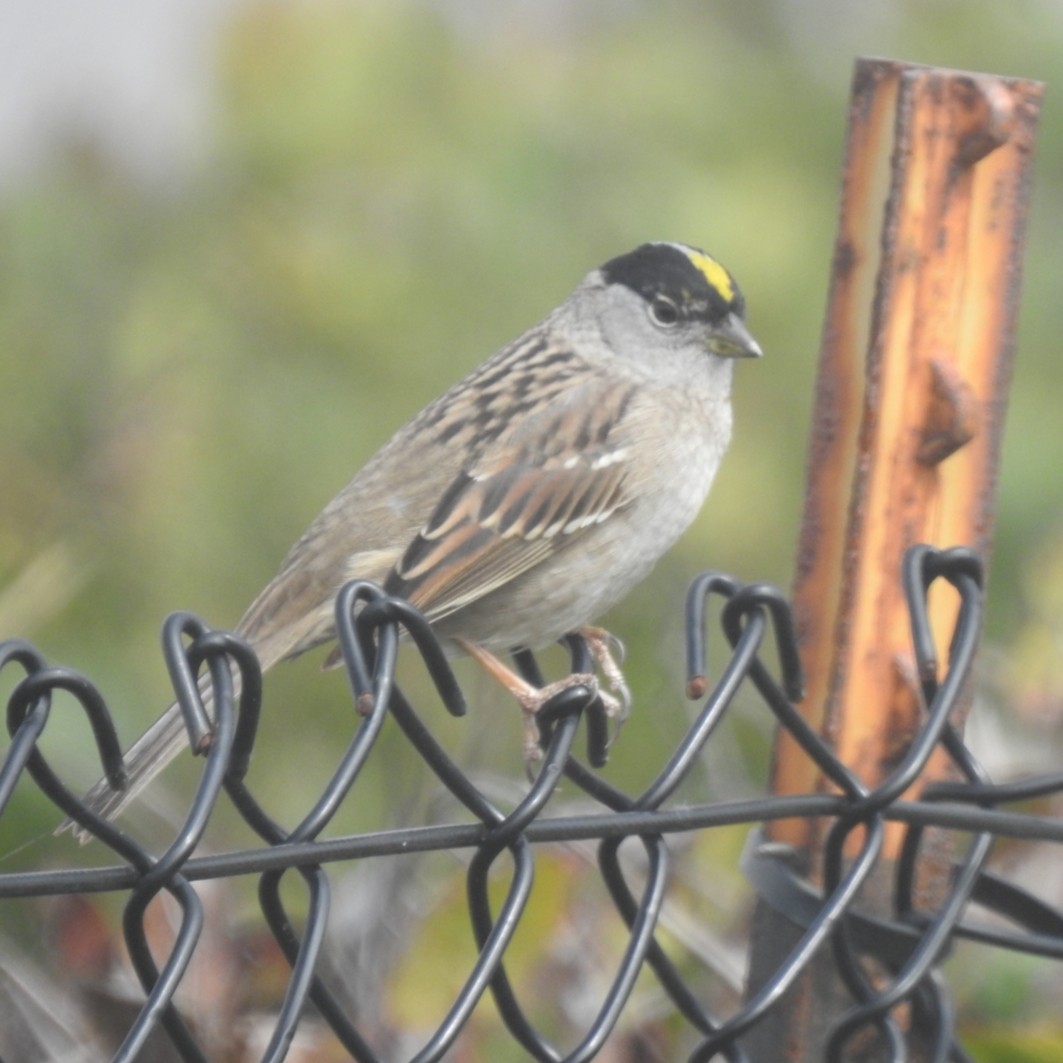 Golden-crowned Sparrow - ML326936011