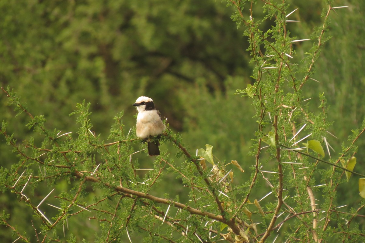 White-rumped Shrike - ML326936251