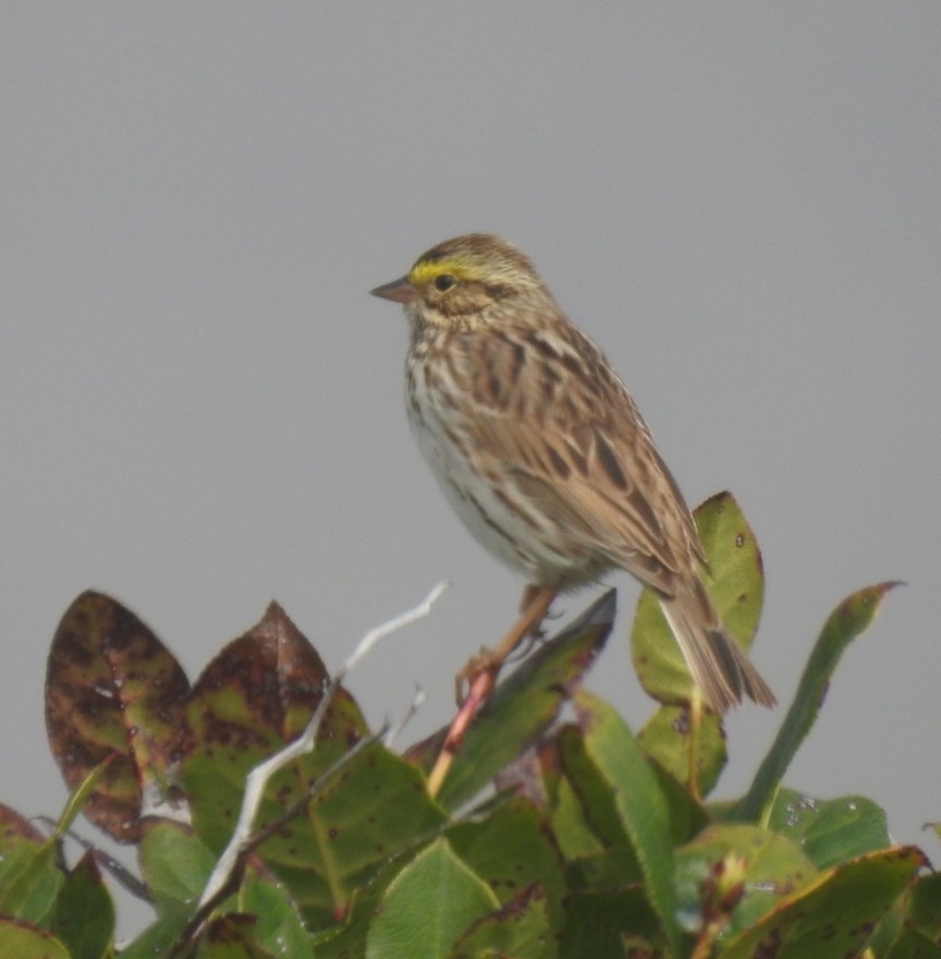 Savannah Sparrow - ML326936261