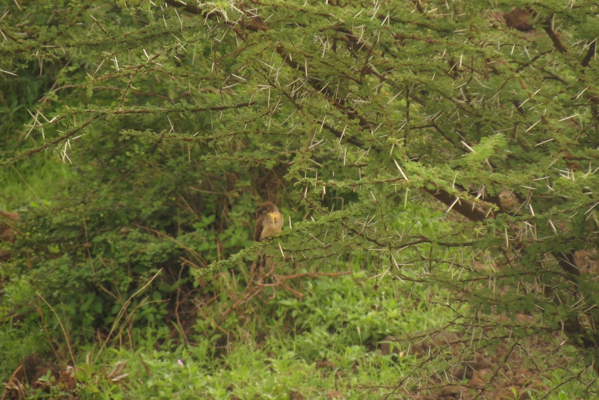 Greater Honeyguide - ML326936901