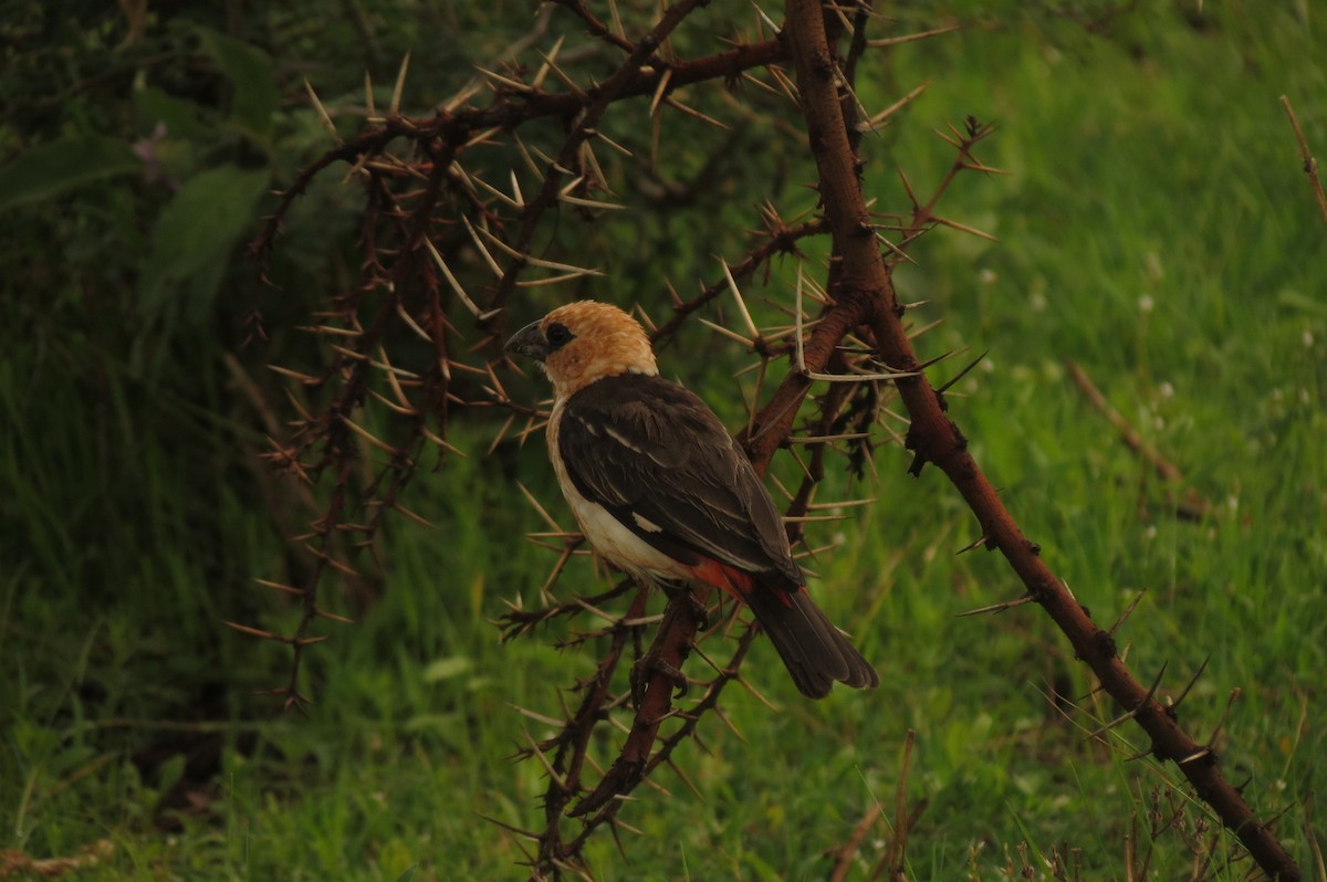 White-headed Buffalo-Weaver - ML326938311