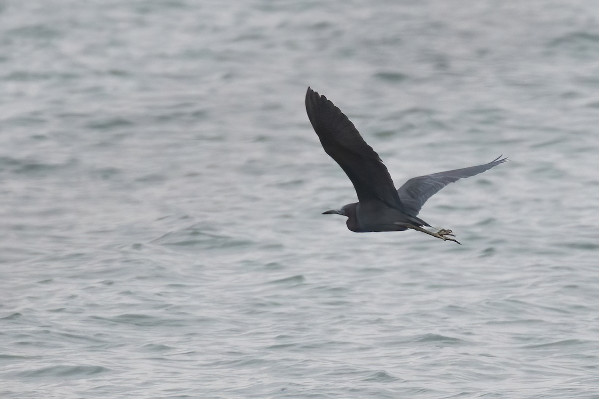 Little Blue Heron - Amanda Guercio