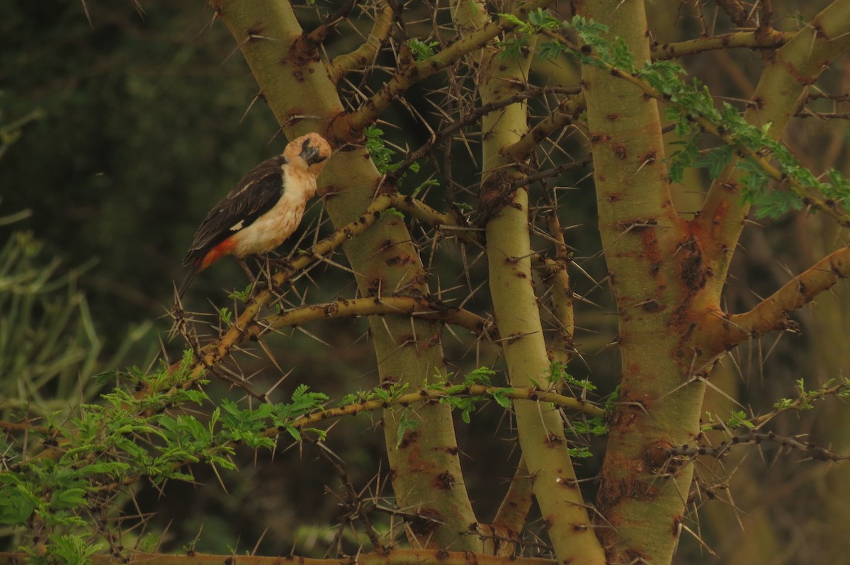 White-headed Buffalo-Weaver - ML326938381