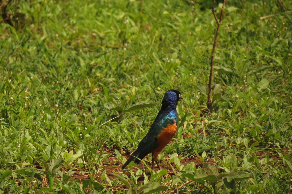 Superb Starling - ML326938591