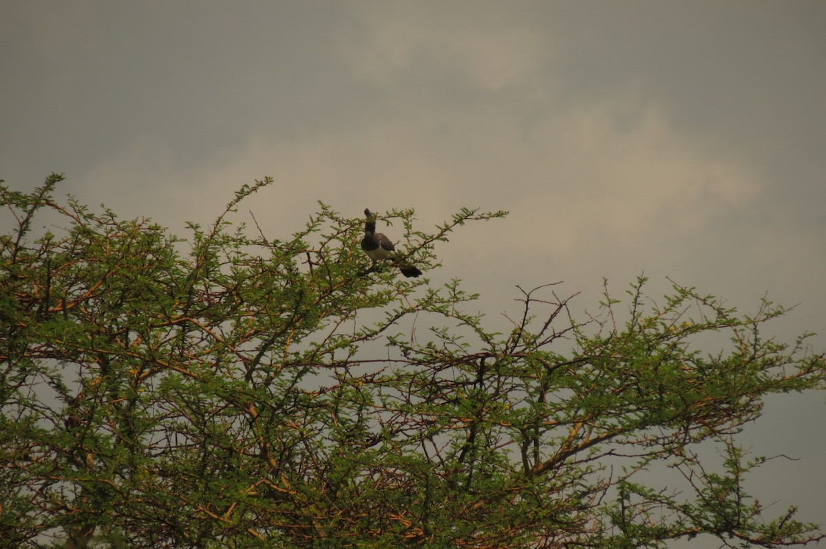 Turaco Ventriblanco - ML326939811