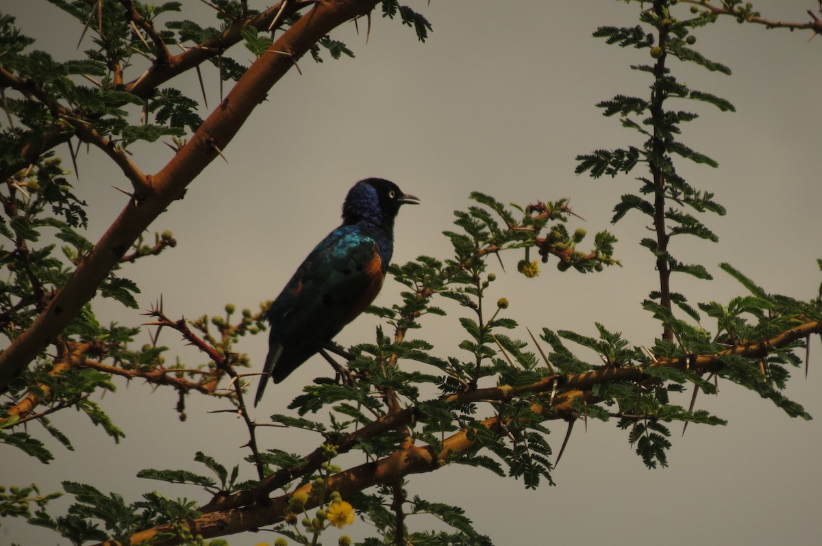 Superb Starling - ML326939961