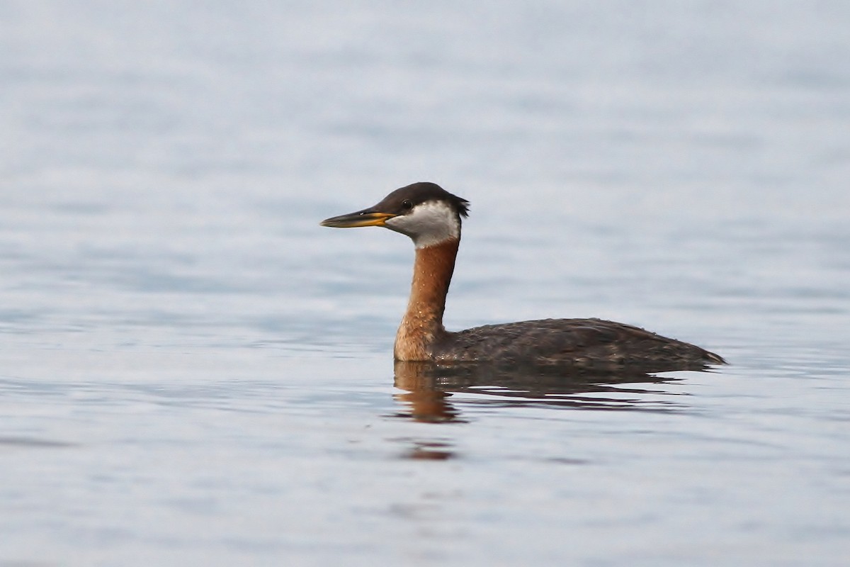 Red-necked Grebe - ML32694021