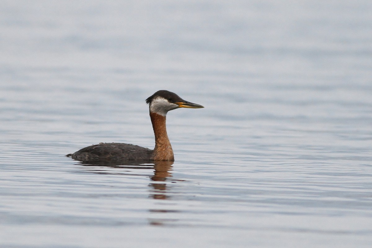Red-necked Grebe - ML32694031