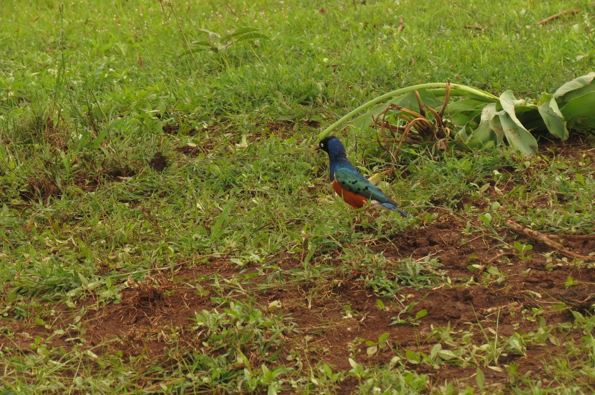 Superb Starling - ML326940671