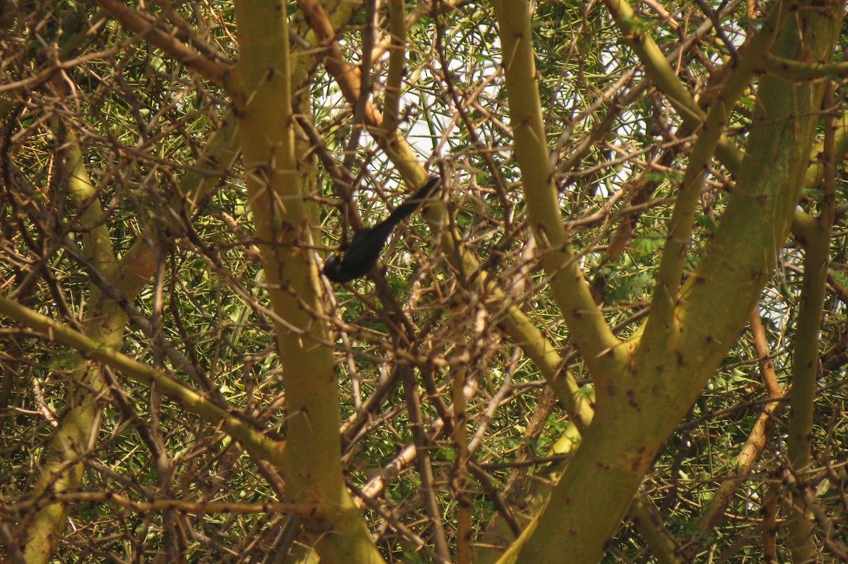 Abyssinian Scimitarbill - ML326941291