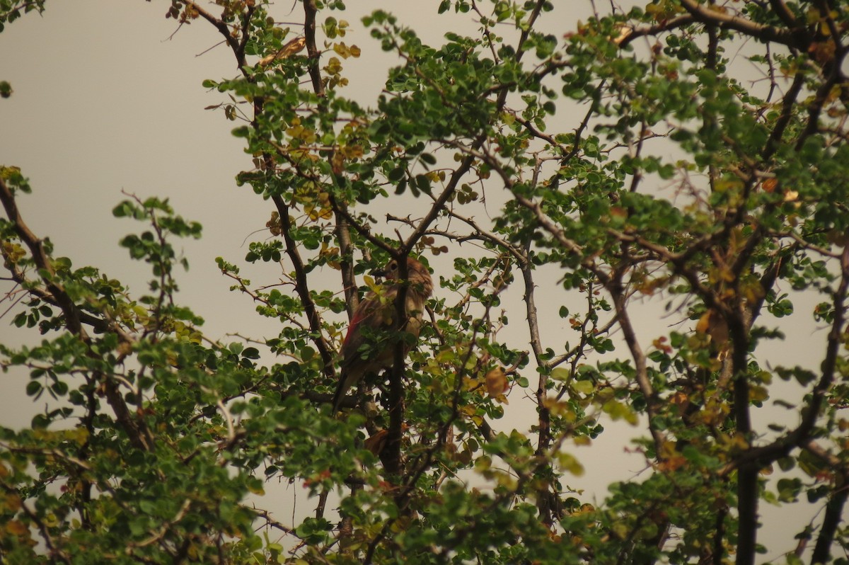 Rosy-patched Bushshrike - ML326941651