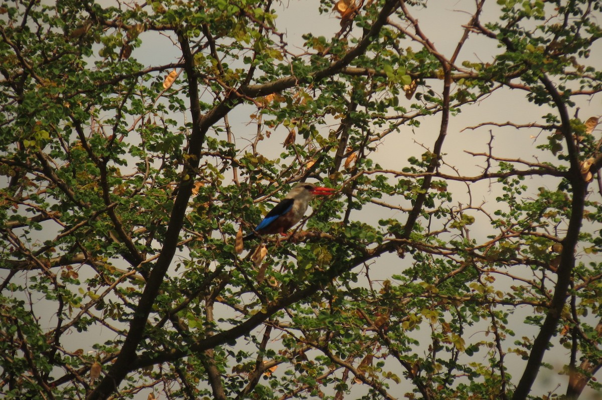 Gray-headed Kingfisher - ML326941911