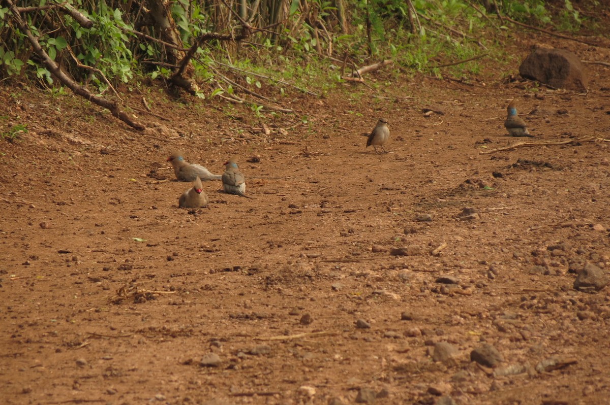 Blue-naped Mousebird - ML326942541