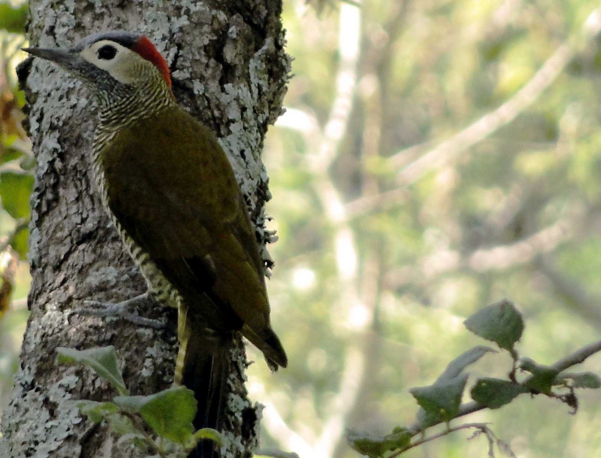 Golden-olive Woodpecker - ML326942601