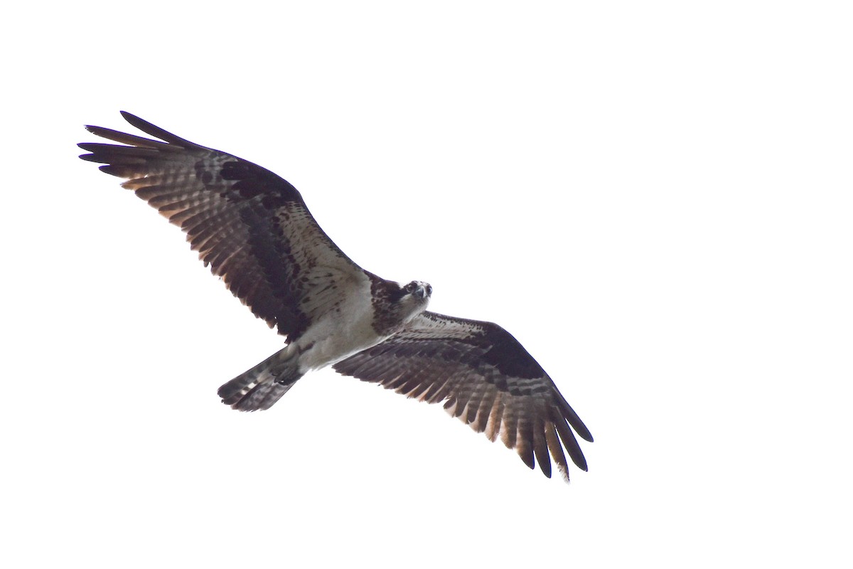 Osprey - ML326943401