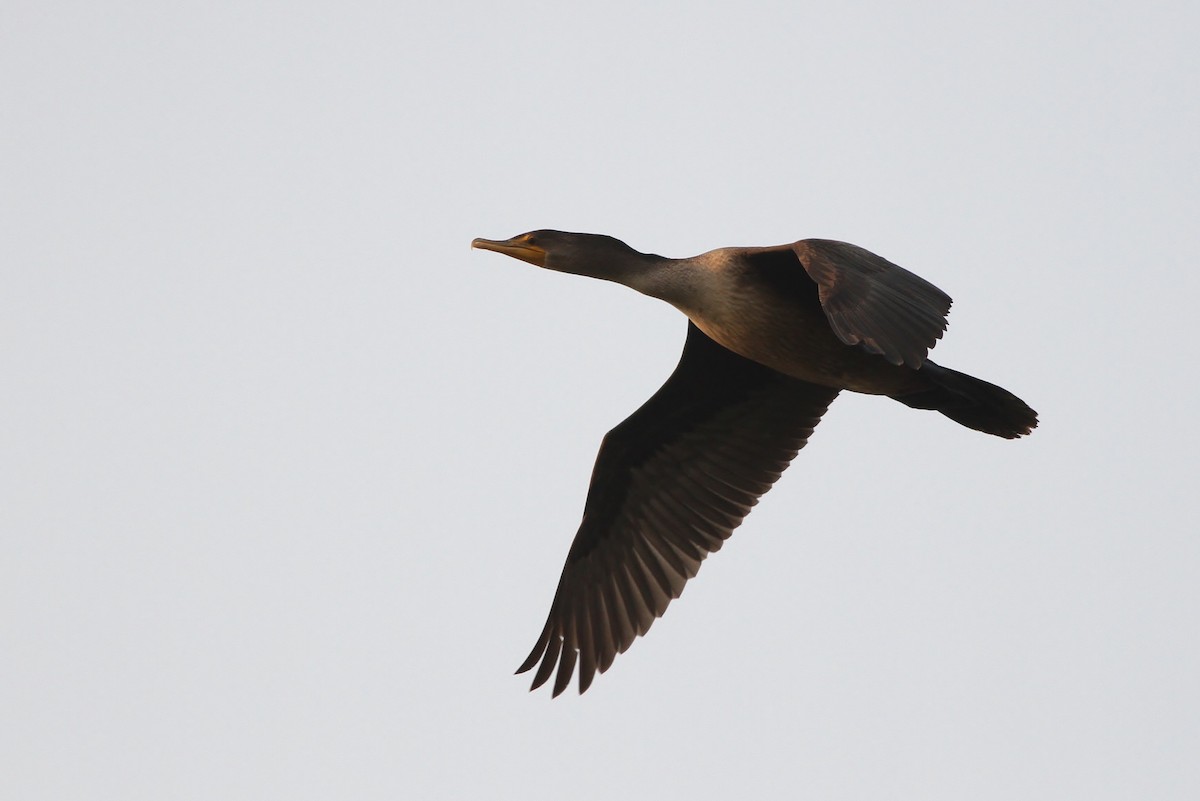 Double-crested Cormorant - ML32694441