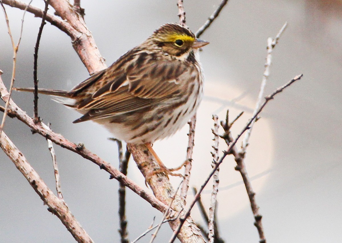 Savannah Sparrow - ML326945251