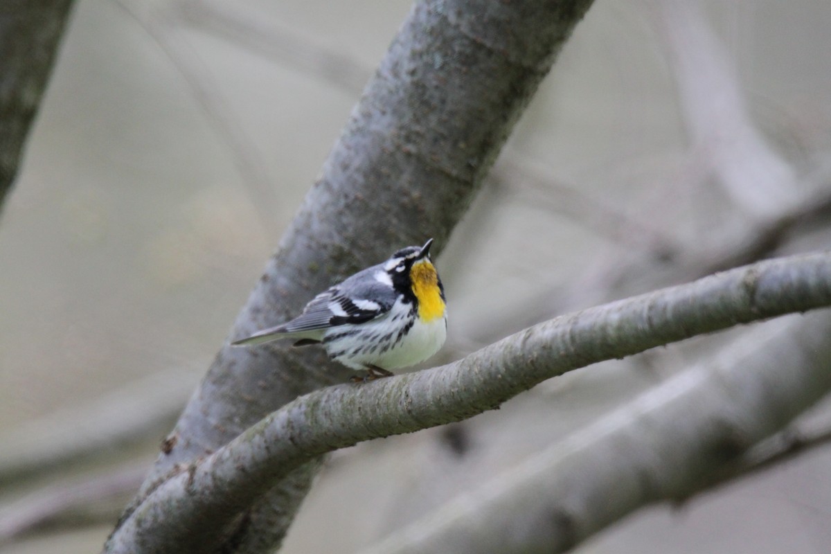 Yellow-throated Warbler - Kristen Gates