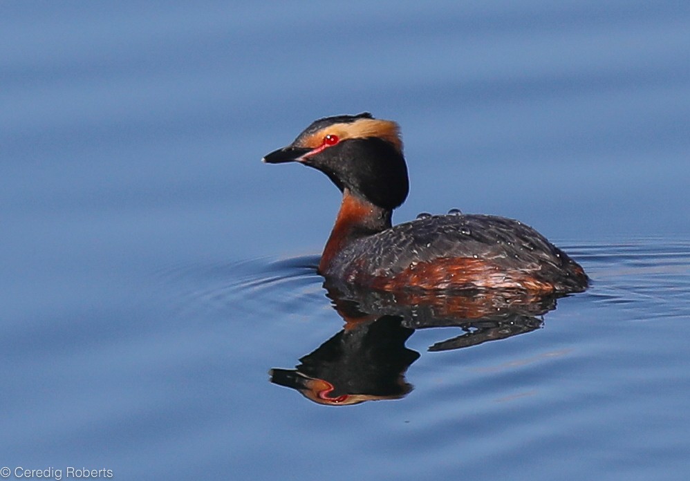 Horned Grebe - Ceredig  Roberts