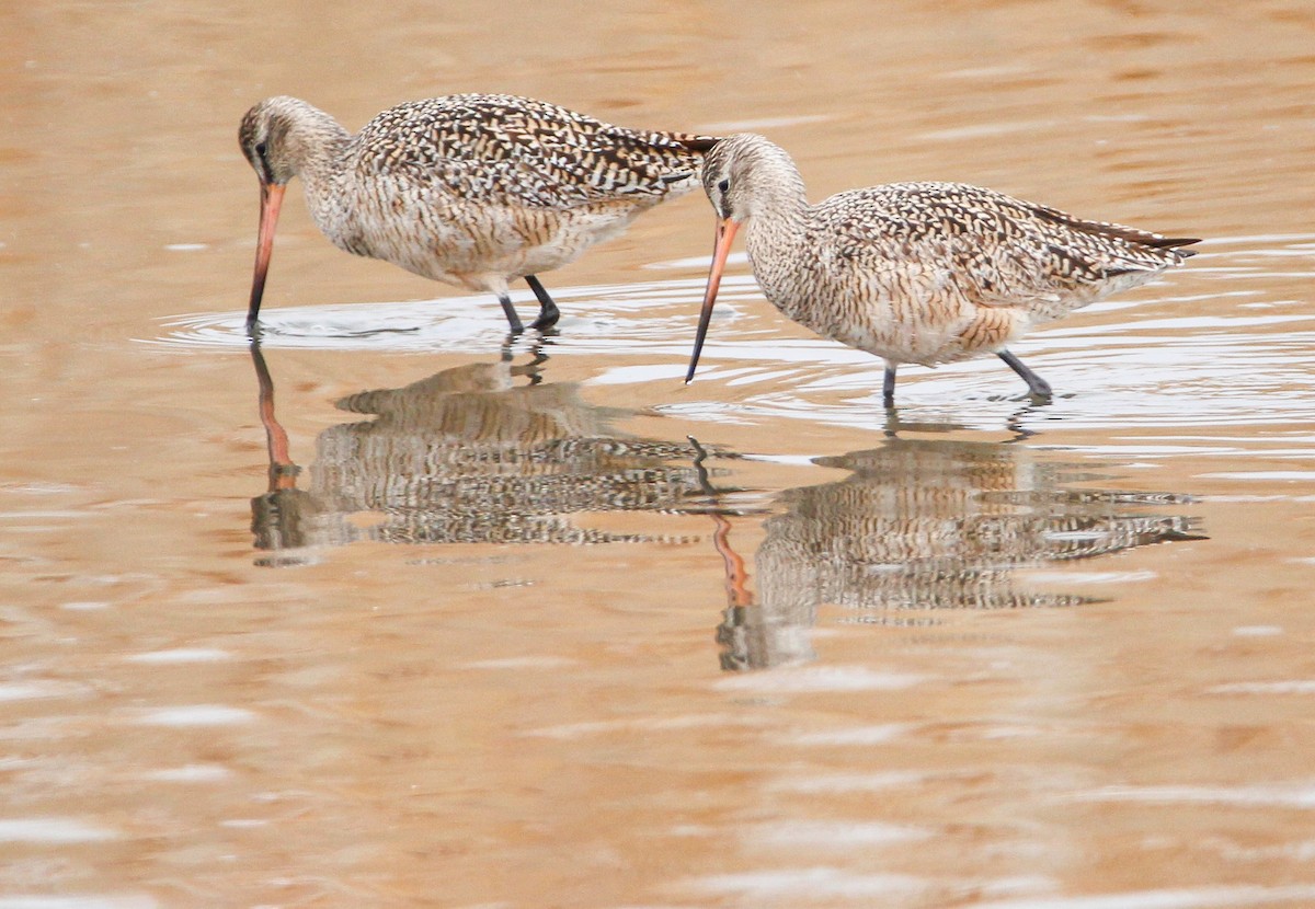 Marbled Godwit - ML326948131