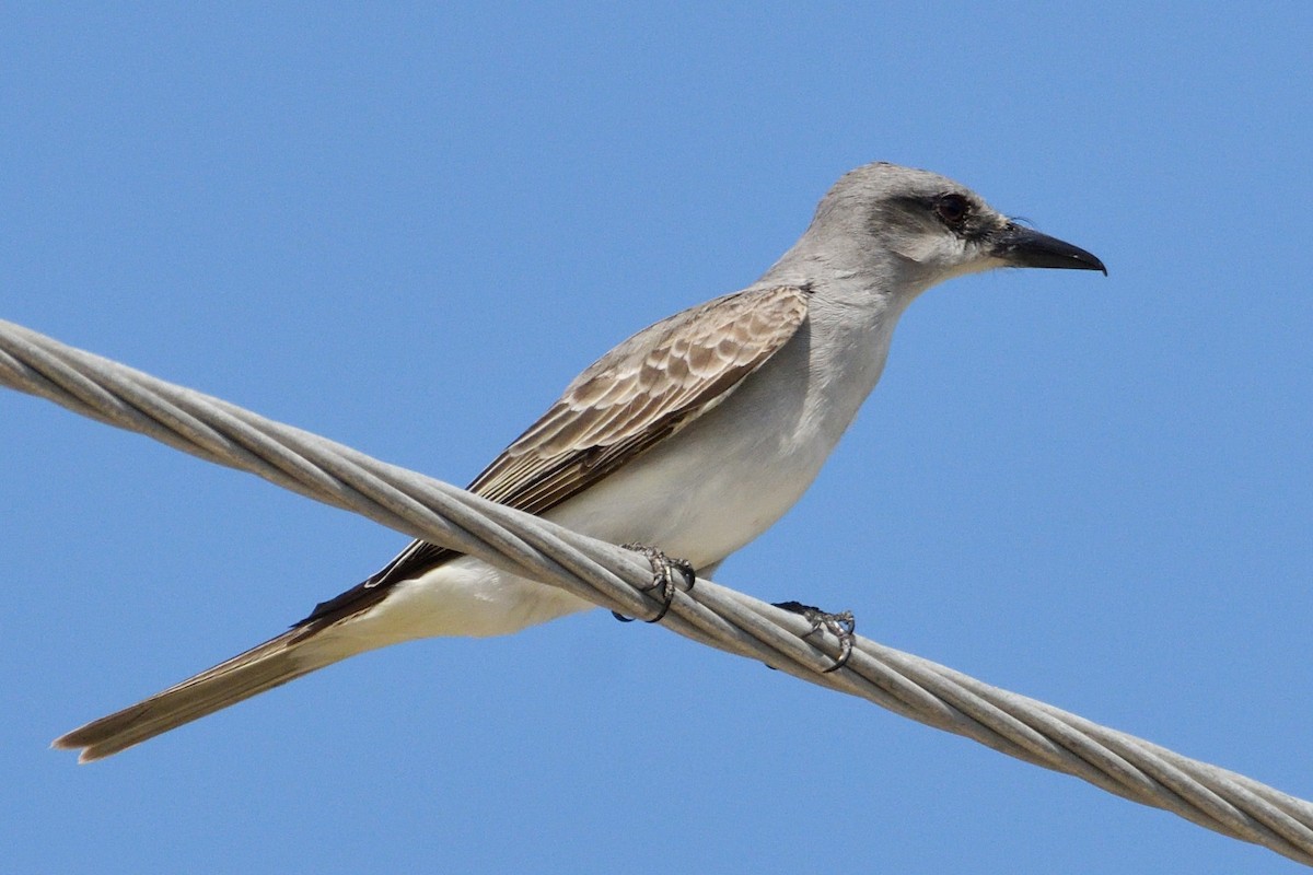 Gray Kingbird - ML326948361