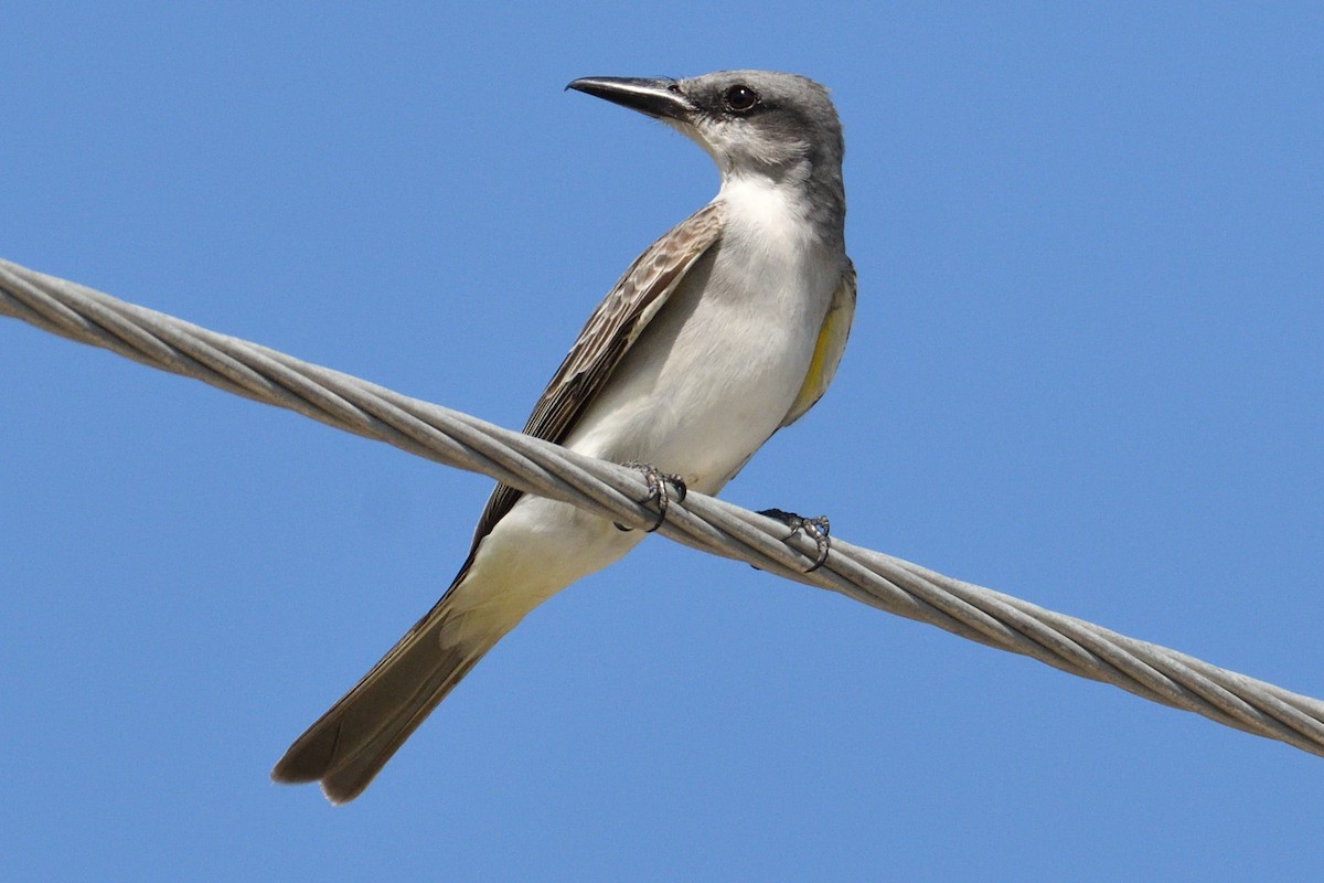 Gray Kingbird - ML326948401