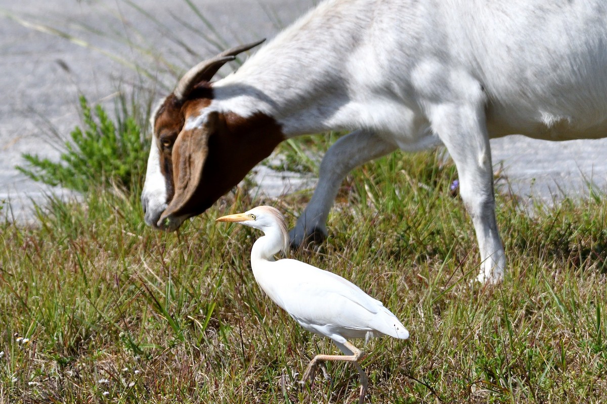 Western Cattle-Egret - ML326948631