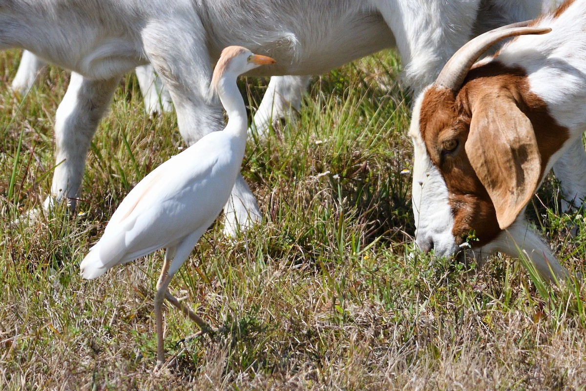 Western Cattle-Egret - ML326948641