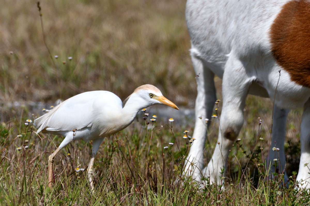 Western Cattle-Egret - ML326948661