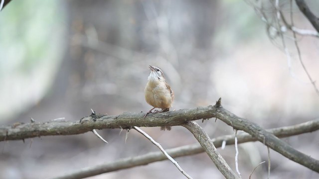 Carolina Wren - ML326948671