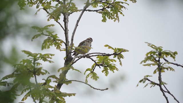 Lark Sparrow - ML326949121