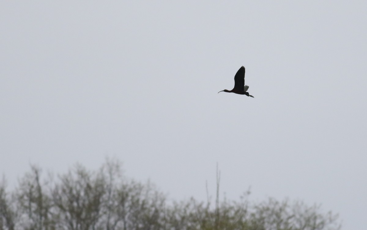 Glossy Ibis - ML326949241