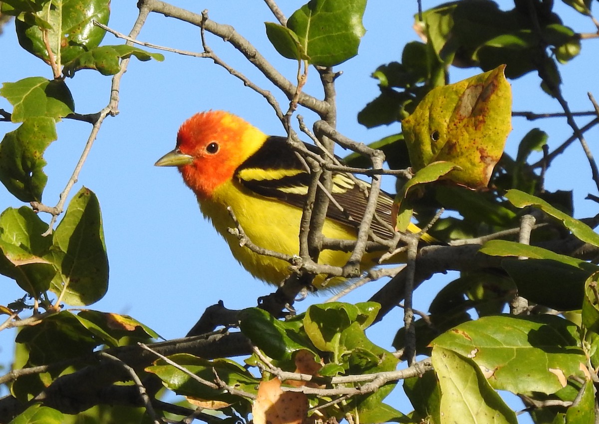 Western Tanager - Robert Raffel