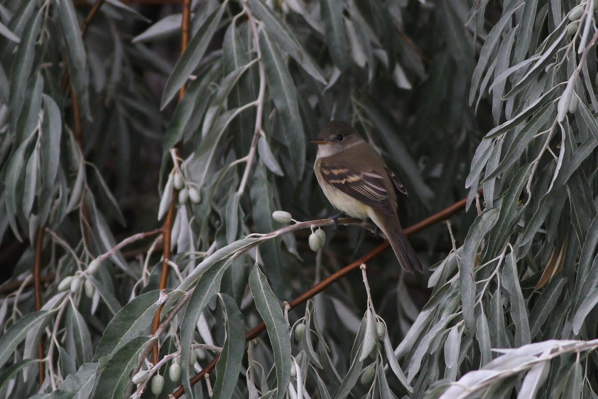 Willow Flycatcher - ML32695171