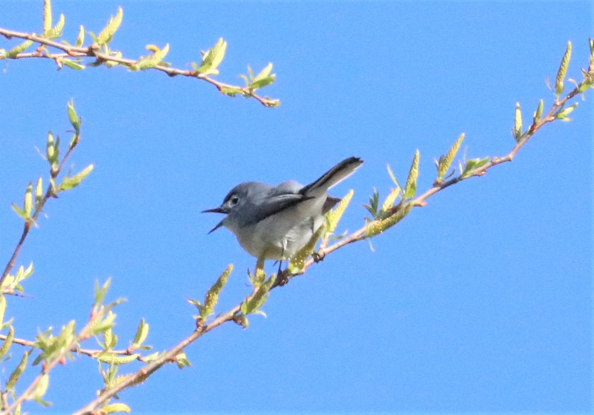 ברחשית כחלחלה - ML326953151