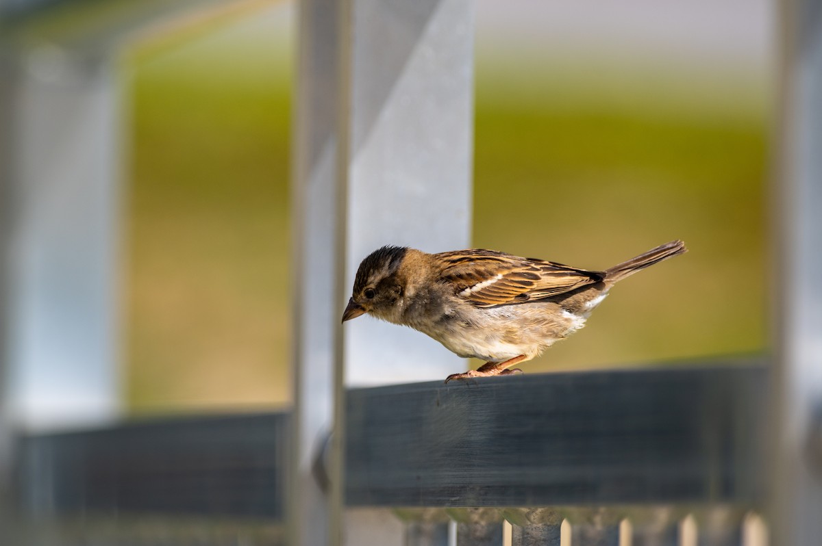 House Sparrow - Tom Ramsey