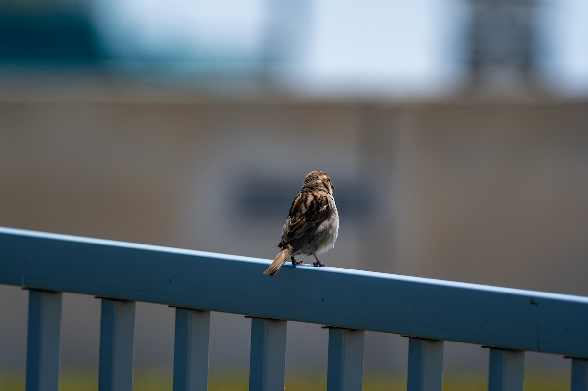 House Sparrow - ML326953951