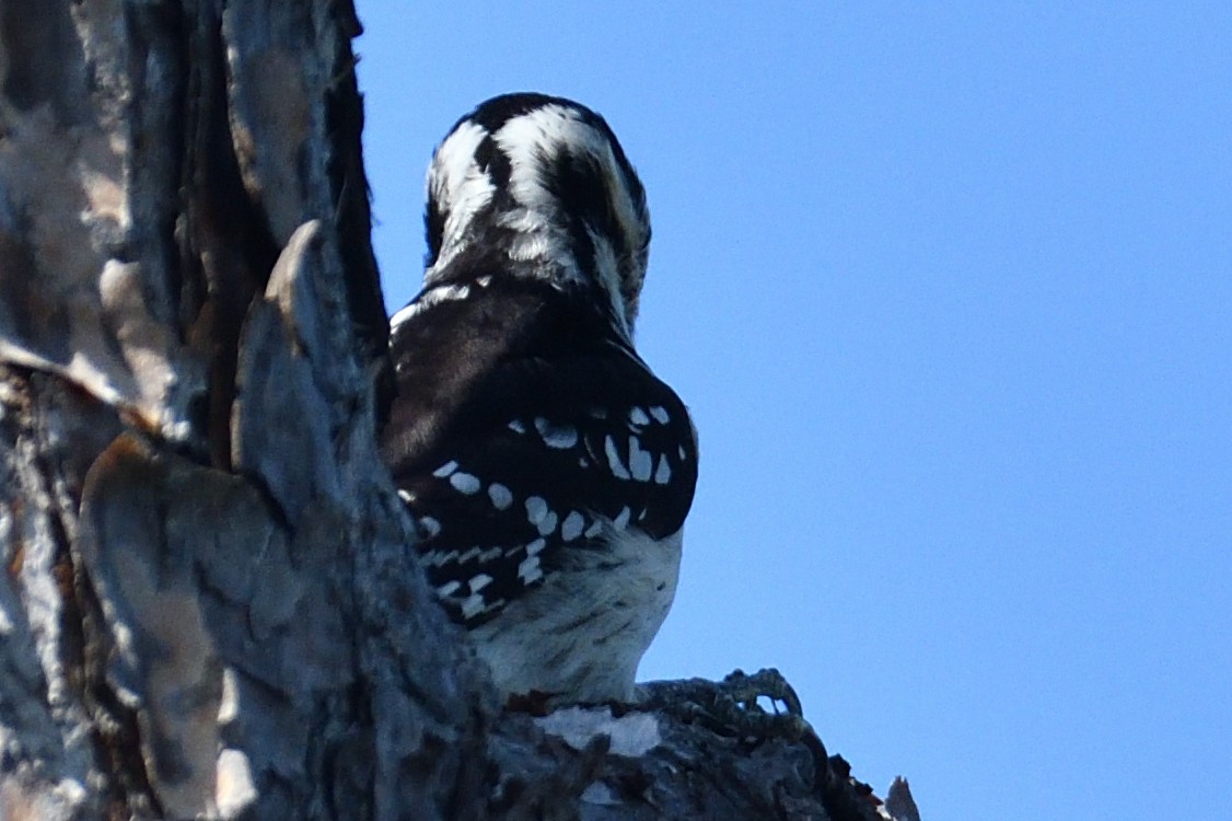 Hairy Woodpecker - ML326954261