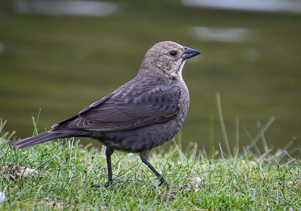 Brown-headed Cowbird - ML326954411