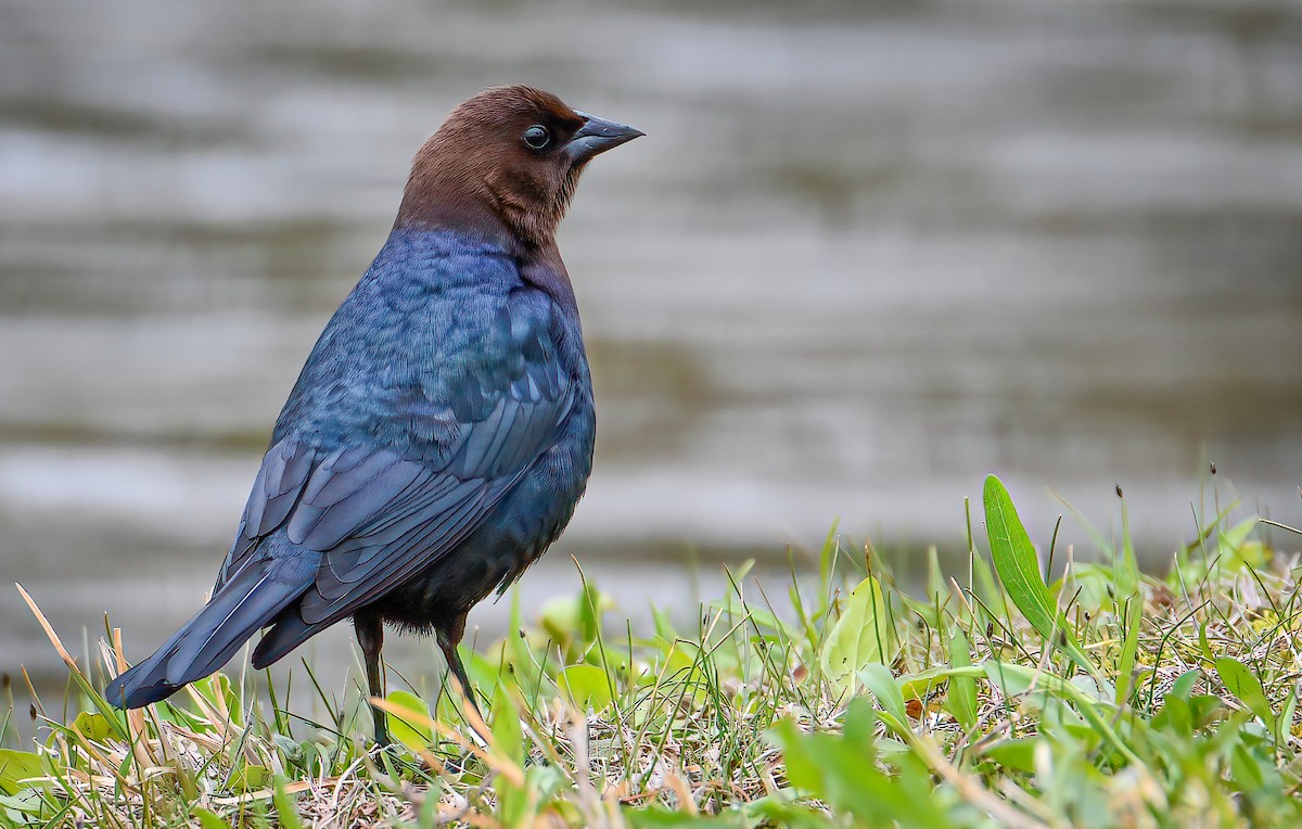 Brown-headed Cowbird - ML326954521