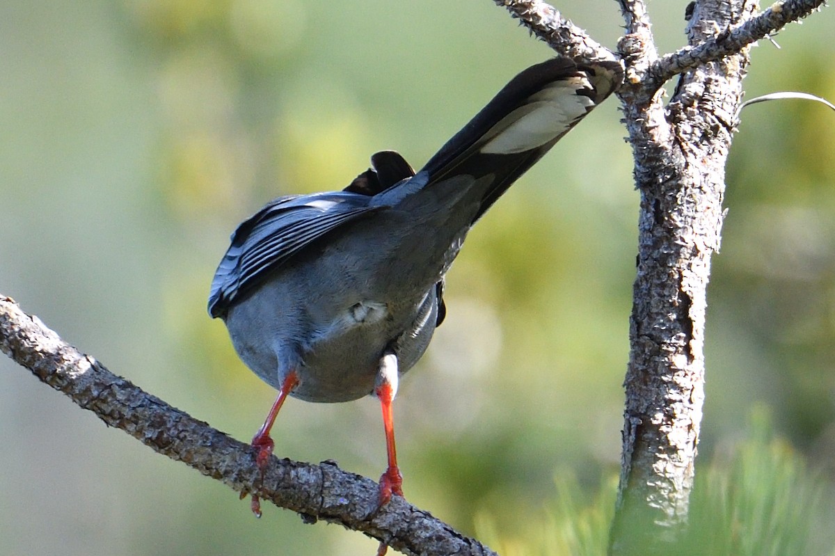 Red-legged Thrush - ML326954881