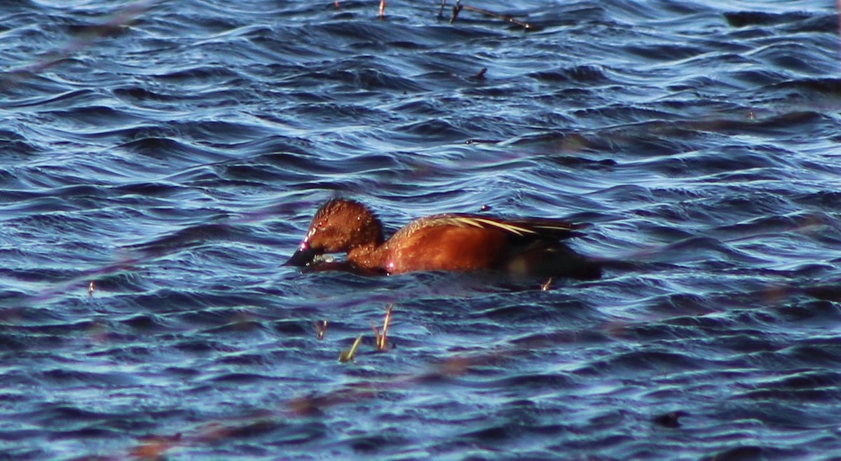 Cinnamon Teal - ML326955461