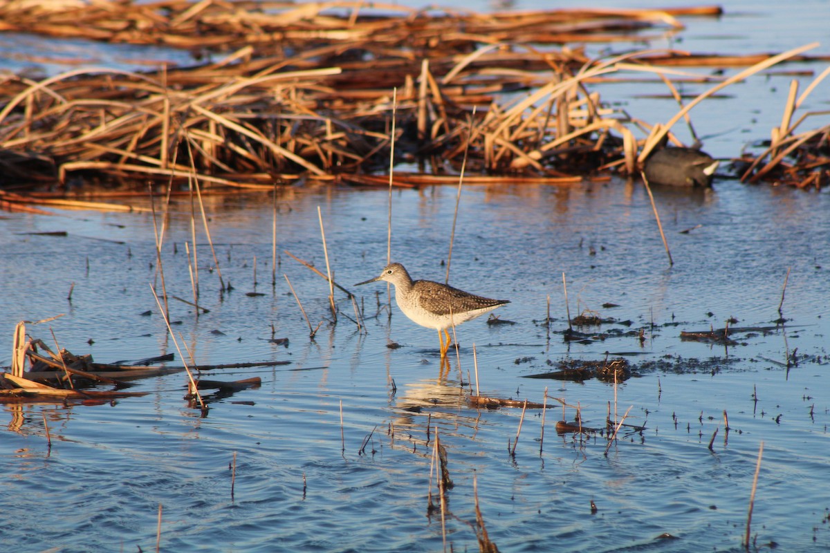 Greater Yellowlegs - ML326955771
