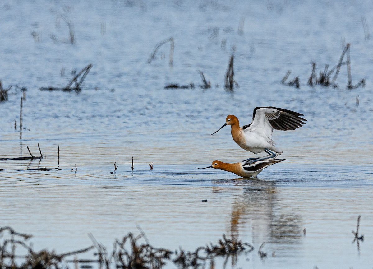 Avocette d'Amérique - ML326958331